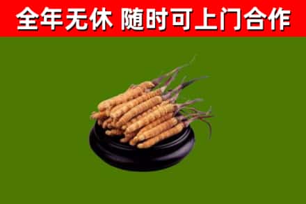 和静回收散虫草