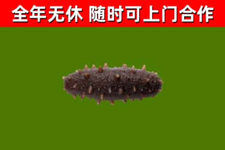 和静回收海参干